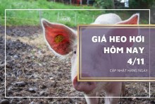 Giá heo hơi hôm nay 4/11: Thị trường lặng sóng