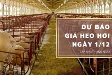 Dự báo giá heo hơi ngày 1/12: Tiếp đà giảm trên diện rộng?