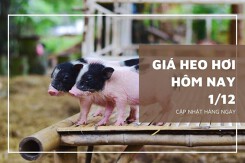 Giá heo hơi hôm nay 1/12: Giảm rải rác ở khu vực miền Nam