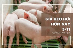 Giá heo hơi hôm nay 5/11: Tiếp tục điều chỉnh không đồng nhất trong tuần tới?