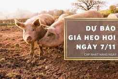 Dự báo giá heo hơi ngày 7/11: Nhiều địa phương điều chỉnh giảm?