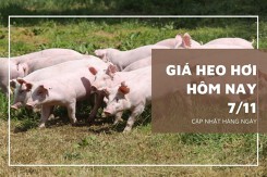 Giá heo hơi hôm nay 7/11: Điều chỉnh trái chiều, giá thu mua cao nhất 55.000 đồng/kg