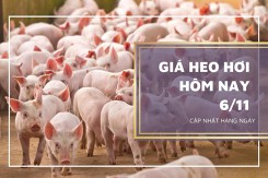 Giá heo hơi hôm nay 6/11: Ổn định trên diện rộng