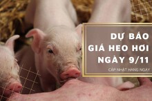 Dự báo giá heo hơi ngày 9/11: Thị trường tiếp đà giảm?