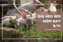 Giá heo hơi hôm nay 9/11: Giảm thêm từ 1.000 đồng/kg đến 2.000 đồng/kg