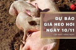 Dự báo giá heo hơi ngày 10/11: Xu hướng giảm vẫn kéo dài tại nhiều địa phương?