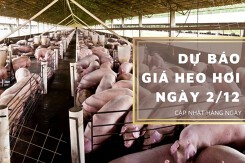 Dự báo giá heo hơi ngày 2/12: Thị trường tiếp giảm trên diện rộng?
