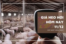 Giá heo hơi hôm nay 11/12: Thấp nhất 47.000 đồng/kg