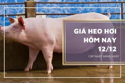 Giá heo hơi hôm nay 12/12: Tăng 1.000 đồng/kg, cao nhất là 51.000 đồng/kg