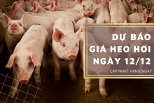 Dự báo giá heo hơi ngày 12/12: Tiếp tục tăng giảm không đồng nhất?