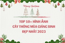 Top 10+ hình ảnh cây thông mùa Giáng sinh đẹp nhất 2023