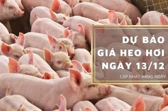 Dự báo giá heo hơi ngày 13/12: Thị trường tiếp tục tăng?
