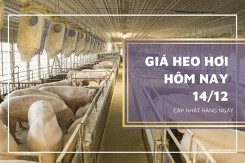 Giá heo hơi hôm nay 14/12: Biến động trái chiều từ 1.000 đồng/kg đến 2.000 đồng/kg