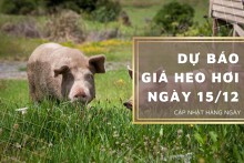 Dự báo giá heo hơi ngày 15/12: Biến động trái chiều ở ba miền?