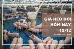 Giá heo hơi hôm nay 15/12: Giá thu mua thấp nhất 47.000 đồng/kg