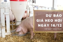 Dự báo giá heo hơi ngày 16/12: Thị trường biến động trái chiều?