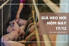 Giá heo hơi hôm nay 17/12: Các địa phương sẽ tăng trong tuần tới?