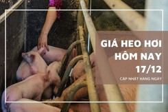 Giá heo hơi hôm nay 17/12: Các địa phương sẽ tăng trong tuần tới?