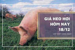 Giá heo hơi hôm nay 18/12: Ổn định ở ba miền