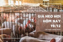 Giá heo hơi hôm nay 19/12: Điều chỉnh trái chiều từ 1.000 đồng/kg đến 2.000 đồng/kg