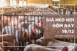 Giá heo hơi hôm nay 19/12: Điều chỉnh trái chiều từ 1.000 đồng/kg đến 2.000 đồng/kg