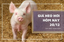 Giá heo hơi hôm nay 20/12: Tương đối ổn định, thấp nhất 47.000 đồng/kg
