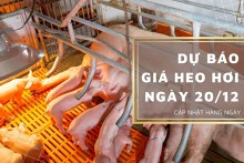 Dự báo giá heo hơi ngày 20/12: Tiếp tục diễn biến trái chiều?