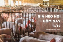 Giá heo hơi hôm nay 3/12: Đà giảm chưa kết thúc trong tuần sau?