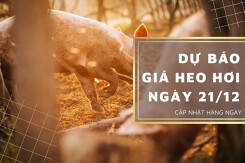 Dự báo giá heo hơi ngày 21/12: Tăng trên diện rộng?