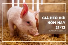 Giá heo hơi hôm nay 21/12: Tăng rải rác ở nhiều địa phương