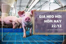 Giá heo hơi hôm nay 22/12: Tăng 1.000 đồng/kg, cao nhất 52.000 đồng/kg