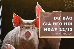 Dự báo giá heo hơi ngày 22/12: Thị trường tiếp đà tăng?