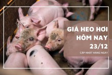 Giá heo hơi hôm nay 23/12: Tăng 1.000 đồng/kg ở cả ba miền