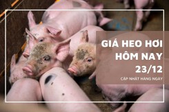 Giá heo hơi hôm nay 23/12: Tăng 1.000 đồng/kg ở cả ba miền
