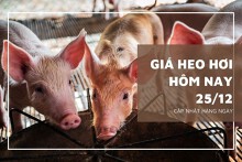 Giá heo hơi hôm nay 25/12: Thấp nhất 48.000 đồng/kg