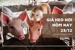Giá heo hơi hôm nay 25/12: Thấp nhất 48.000 đồng/kg