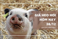 Giá heo hơi hôm nay 26/12: Tăng nhẹ, cao nhất 52.000 đồng/kg