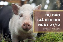 Dự báo giá heo hơi ngày 27/12: Tăng trên diện rộng?
