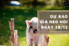Dự báo giá heo hơi ngày 28/12: Thị trường sẽ tăng nhẹ?