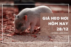Giá heo hơi hôm nay 28/12: Tăng giảm trái chiều từ 1.000 đồng/kg đến 2.000 đồng/kg
