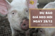 Dự báo giá heo hơi ngày 29/12: Biến động trái chiều ở ba miền?