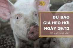 Dự báo giá heo hơi ngày 29/12: Biến động trái chiều ở ba miền?