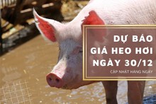 Dự báo giá heo hơi ngày 30/12: Thị trường sẽ ổn định?