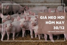 Giá heo hơi hôm nay 30/12: Giá thu mua thấp nhất 48.000 đồng/kg