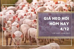 Giá heo hơi hôm nay 4/12: Lặng sóng, cao nhất 52.000 đồng/kg