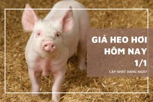 Giá heo hơi hôm nay 1/1: Thấp nhất 48.000 đồng/kg