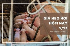 Giá heo hơi hôm nay 5/12: Giảm nhẹ ở một vài nơi
