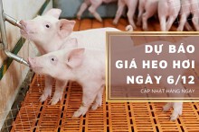 Dự báo giá heo hơi ngày 6/12: Các địa phương vẫn tiếp tục giảm?