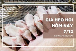 Giá heo hơi hôm nay 7/12: Tương đối ổn định, giá thu mua cao nhất 51.000 đồng/kg