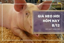 Giá heo hơi hôm nay 8/12: Giảm rải rác 1.000 đồng/kg